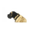 hoodie hond
