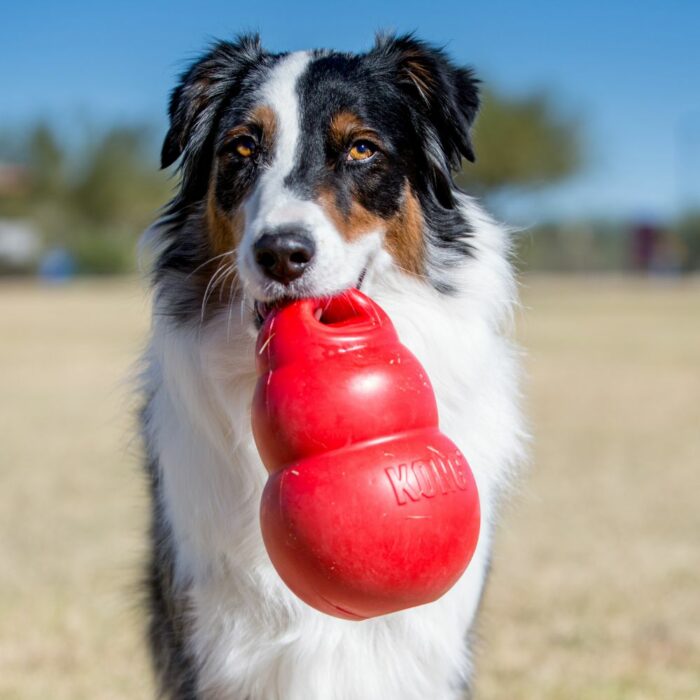 kong bounzer