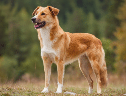 Check de Body Condition Score van jouw hond