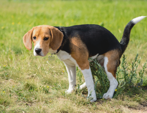 Check de ontlasting van je hond