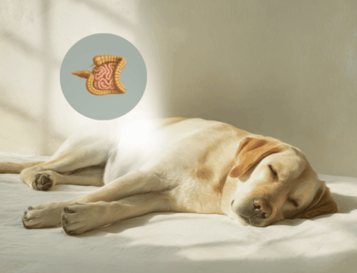Mijn hond blijft last van giardia houden