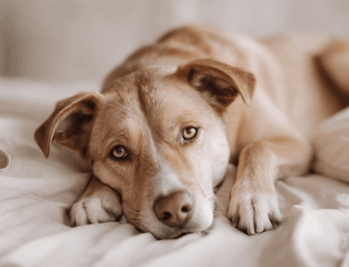Gastblog – Nervus vagus bij honden