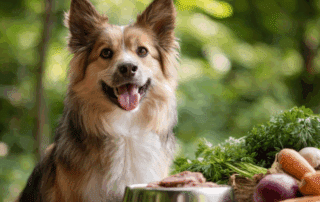 basisvoeding voor je hond