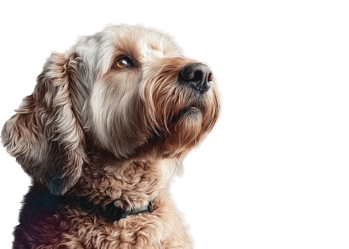 Op Vier Pootjes - Voedingsadvies