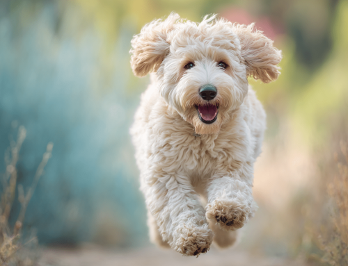 Wat de vacht van je hond je vertelt