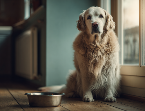 Je hond laten afvallen: Dit zijn de valkuilen